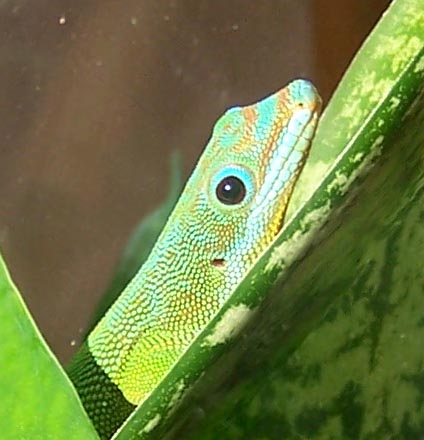 female%20flavigularis%201.jpg