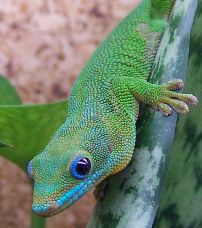 female%20flavigularis%202.jpg