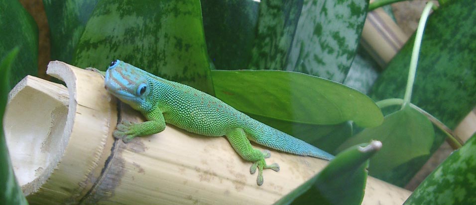 male%20flavigularis.jpg