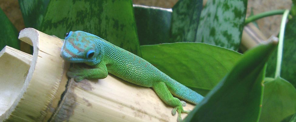 male%20flavigularis2.jpg